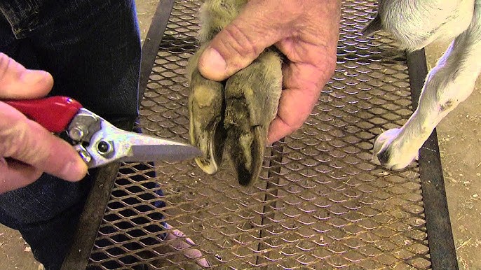 Step-by-step guide to finding reliable goat hoof trimming services near you in Australia.